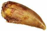 Serrated, Raptor Tooth - Real Dinosaur Tooth #296201-1